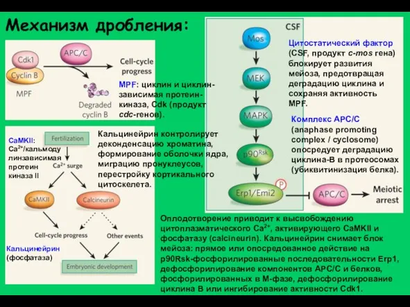 Механизм дробления: Цитостатический фактор (CSF, продукт с-mos гена) блокирует развития мейоза, предотвращая