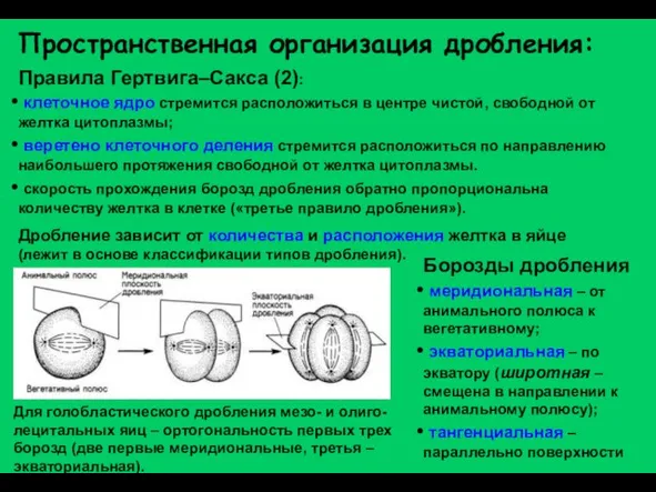 Пространственная организация дробления: Правила Гертвига–Сакса (2): клеточное ядро стремится расположиться в центре