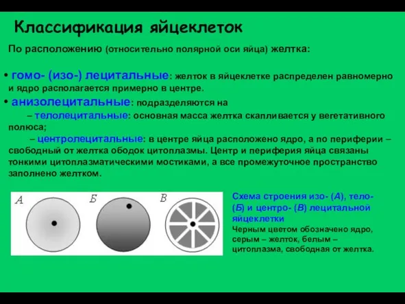 По расположению (относительно полярной оси яйца) желтка: гомо- (изо-) лецитальные: желток в