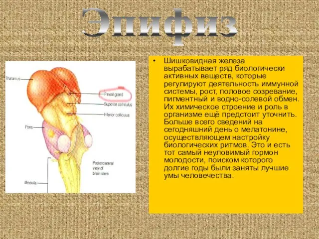 Эпифиз Шишковидная железа вырабатывает ряд биологически активных веществ, которые регулируют деятельность иммунной