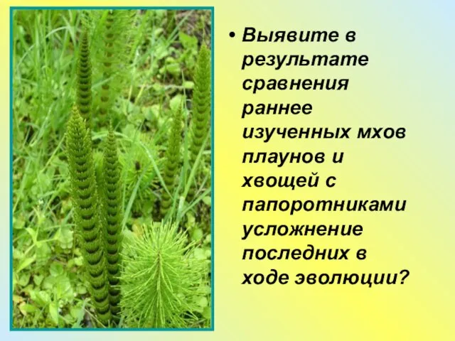 Выявите в результате сравнения раннее изученных мхов плаунов и хвощей с папоротниками