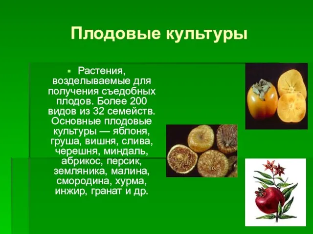 Плодовые культуры Растения, возделываемые для получения съедобных плодов. Более 200 видов из