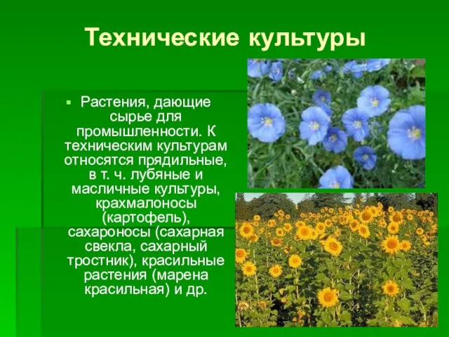 Технические культуры Растения, дающие сырье для промышленности. К техническим культурам относятся прядильные,