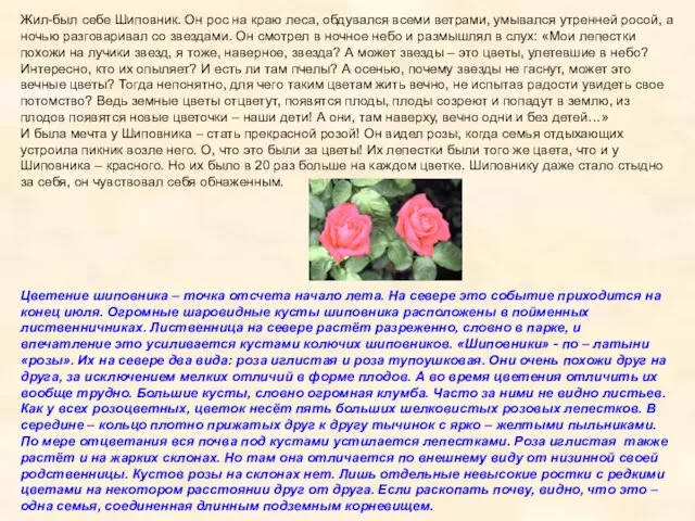 Жил-был себе Шиповник. Он рос на краю леса, обдувался всеми ветрами, умывался