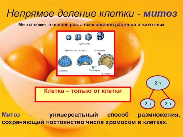 Непрямое деление клетки - митоз Клетка – только от клетки Митоз лежит