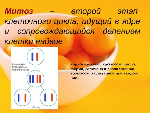 Митоз – второй этап клеточного цикла, идущий в ядре и сопровождающийся делением