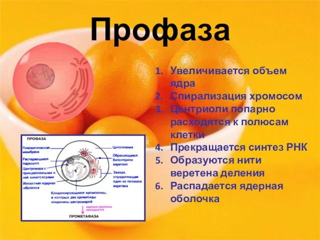 Профаза Увеличивается объем ядра Спирализация хромосом Центриоли попарно расходятся к полюсам клетки