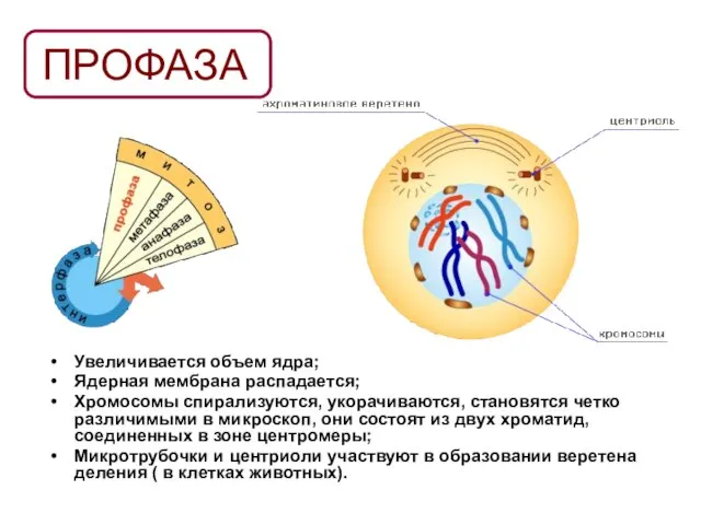 ПРОФАЗА Увеличивается объем ядра; Ядерная мембрана распадается; Хромосомы спирализуются, укорачиваются, становятся четко