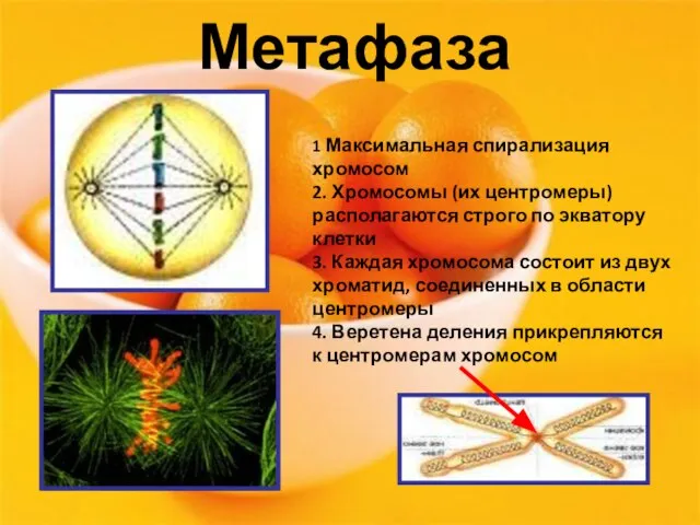 Метафаза 1 Максимальная спирализация хромосом 2. Хромосомы (их центромеры) располагаются строго по