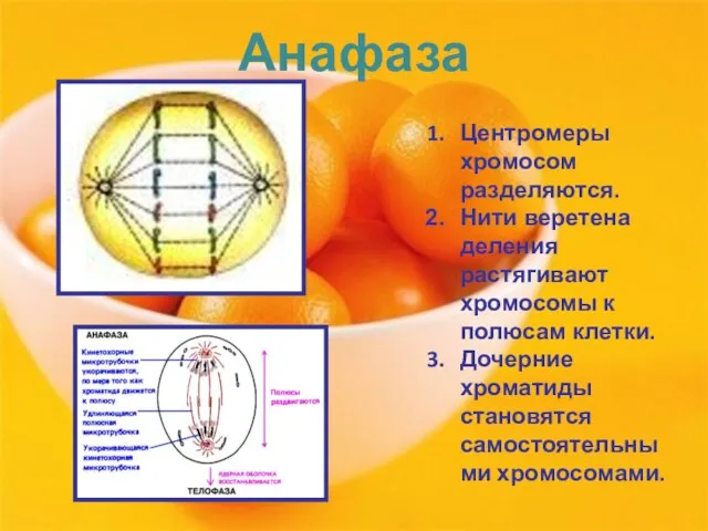 Анафаза Центромеры хромосом разделяются. Нити веретена деления растягивают хромосомы к полюсам клетки.