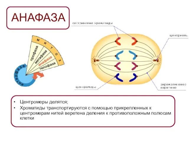 АНАФАЗА Центромеры делятся; Хроматиды транспортируются с помощью прикрепленных к центромерам нитей веретена