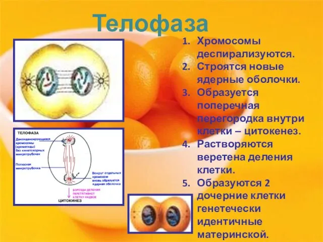 Телофаза Хромосомы деспирализуются. Строятся новые ядерные оболочки. Образуется поперечная перегородка внутри клетки