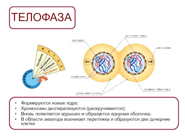 ТЕЛОФАЗА Формируются новые ядра; Хромосомы деспирализуются (раскручиваются); Вновь появляется ядрышко и образуется