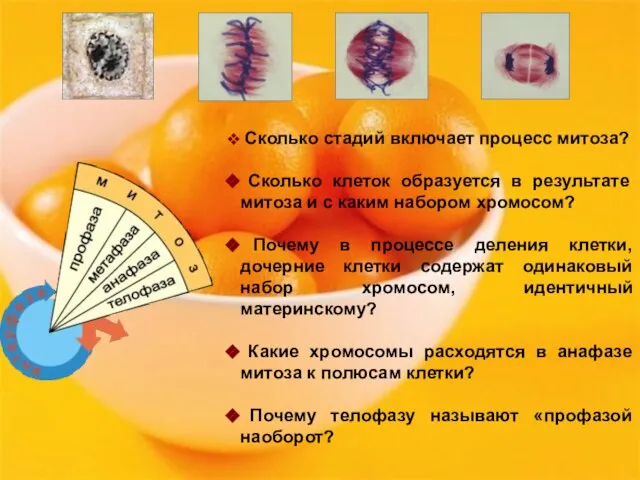 Сколько стадий включает процесс митоза? Сколько клеток образуется в результате митоза и