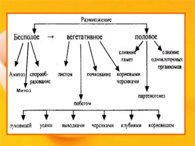 Митоз