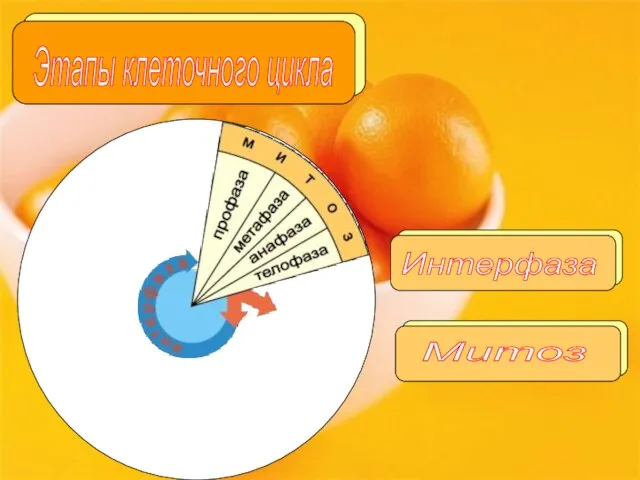 Этапы клеточного цикла Интерфаза Митоз