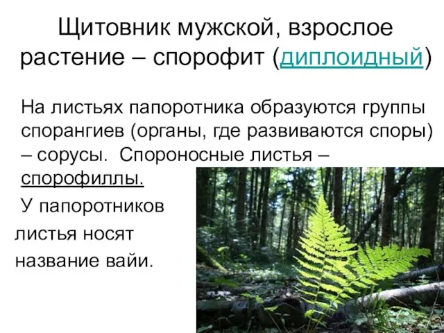 Щитовник мужской, взрослое растение – спорофит (диплоидный) На листьях папоротника образуются группы