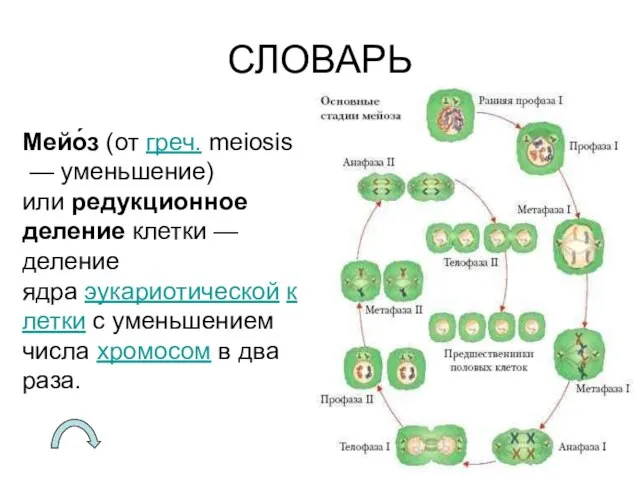 СЛОВАРЬ Мейо́з (от греч. meiosis — уменьшение) или редукционное деление клетки —