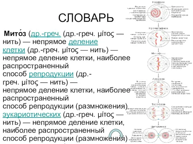 СЛОВАРЬ Мито́з (др.-греч. (др.-греч. μίτος — нить) — непрямое деление клетки (др.-греч.