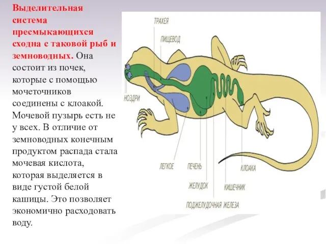 Выделительная система пресмыкающихся сходна с таковой рыб и земноводных. Она состоит из