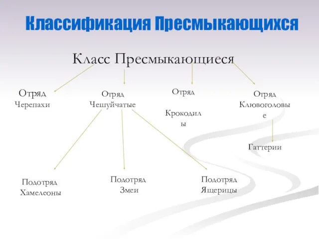 Классификация Пресмыкающихся Класс Пресмыкающиеся Отряд Черепахи Отряд Чешуйчатые Отряд Крокодилы Отряд Клювоголовые