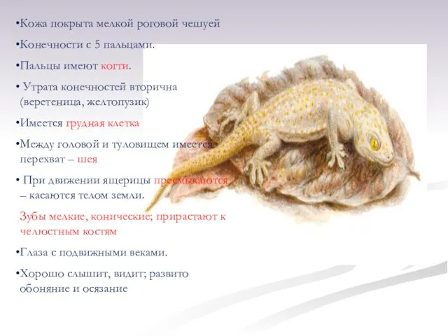 Кожа покрыта мелкой роговой чешуей Конечности с 5 пальцами. Пальцы имеют когти.