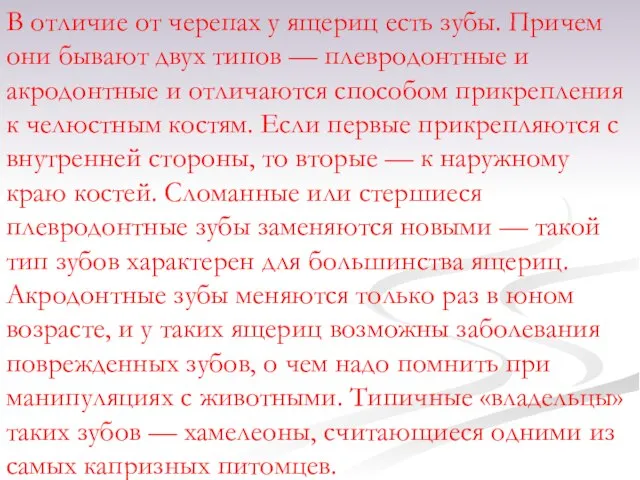 В отличие от черепах у ящериц есть зубы. Причем они бывают двух