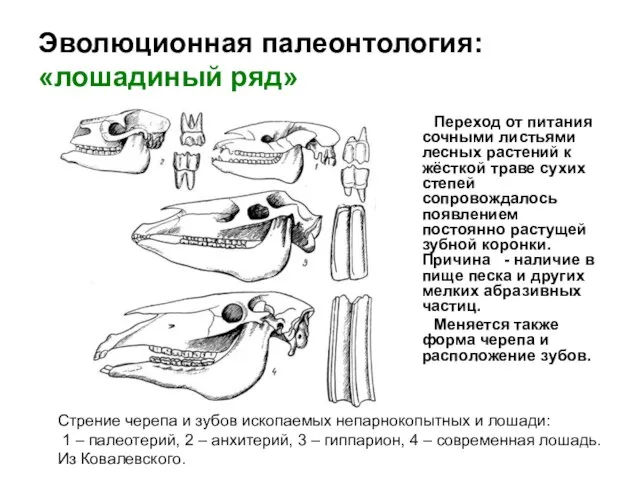 Эволюционная палеонтология: «лошадиный ряд» Переход от питания сочными листьями лесных растений к