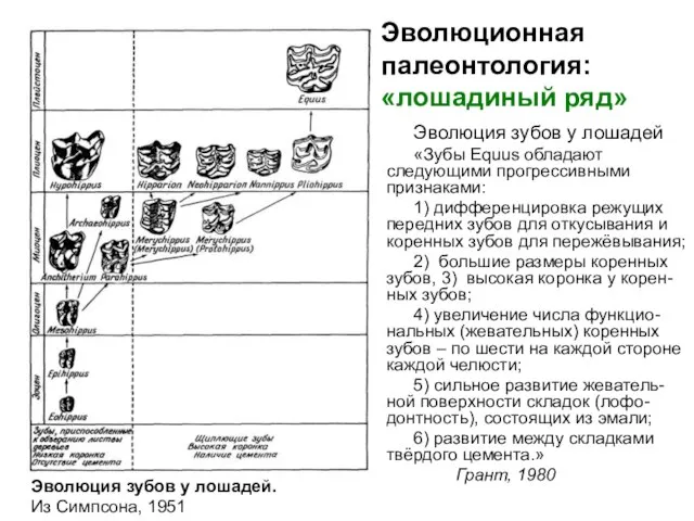 Эволюционная палеонтология: «лошадиный ряд» Эволюция зубов у лошадей «Зубы Equus обладают следующими