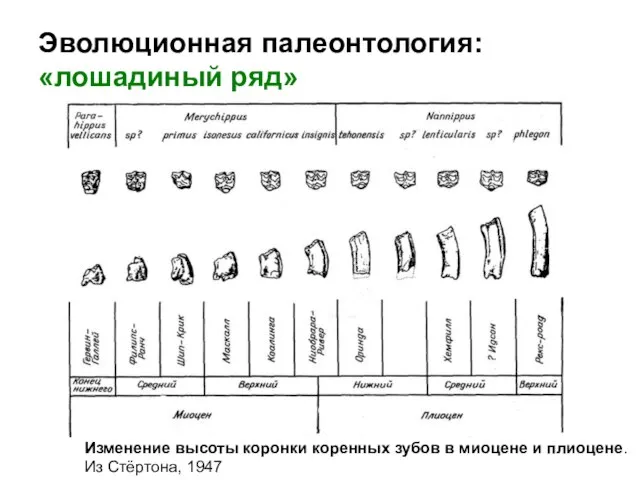 Эволюционная палеонтология: «лошадиный ряд» Изменение высоты коронки коренных зубов в миоцене и плиоцене. Из Стёртона, 1947