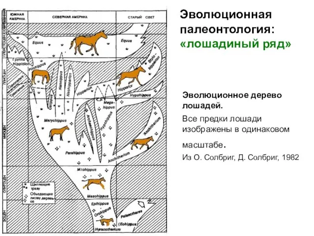 Эволюционное дерево лошадей. Все предки лошади изображены в одинаковом масштабе. Из О.