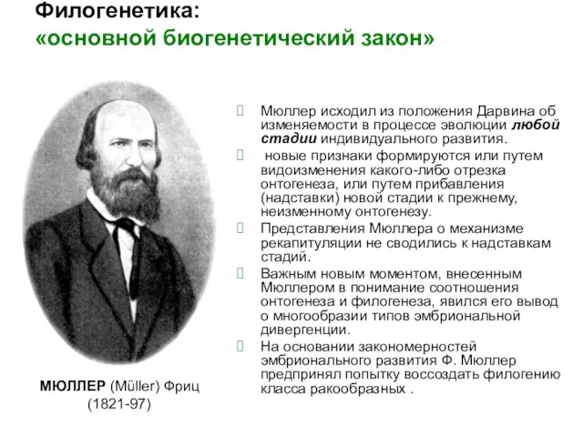 Филогенетика: «основной биогенетический закон» Мюллер исходил из положения Дарвина об изменяемости в