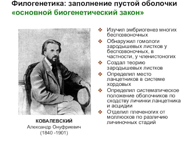 Филогенетика: заполнение пустой оболочки «основной биогенетический закон» Изучил эмбриогенез многих беспозвоночных Обнаружил