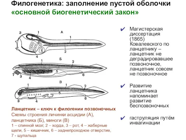 Филогенетика: заполнение пустой оболочки «основной биогенетический закон» Магистерская диссертация (1865) Ковалевского по