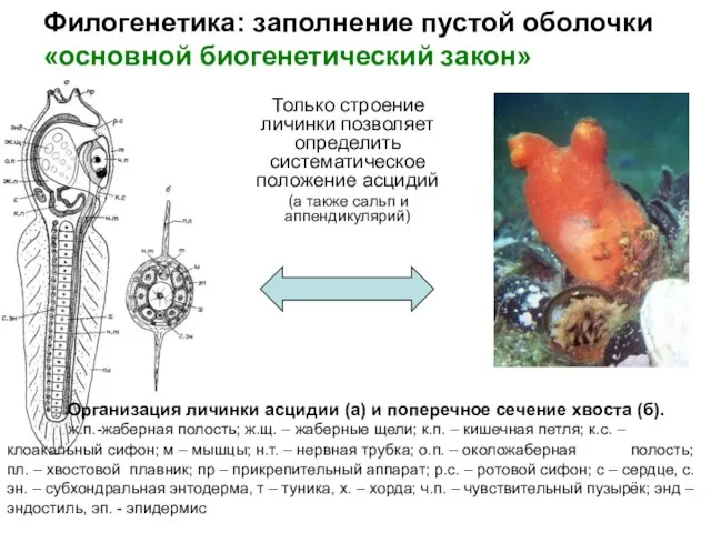 Филогенетика: заполнение пустой оболочки «основной биогенетический закон» Только строение личинки позволяет определить