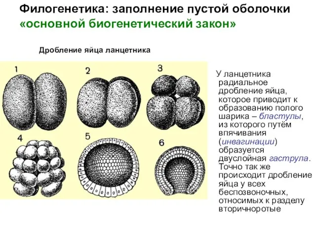 У ланцетника радиальное дробление яйца, которое приводит к образованию полого шарика –