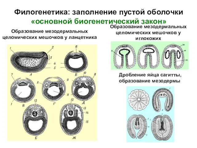 Филогенетика: заполнение пустой оболочки «основной биогенетический закон» Дробление яйца сагитты, образование мезодермы