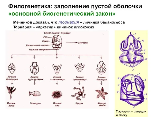 Филогенетика: заполнение пустой оболочки «основной биогенетический закон» Мечников доказал, что торнария –