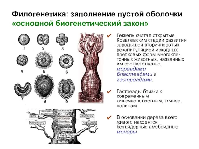 Филогенетика: заполнение пустой оболочки «основной биогенетический закон» Геккель считал открытые Ковалевским стадии