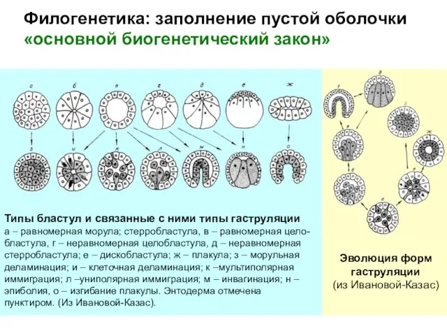 Филогенетика: заполнение пустой оболочки «основной биогенетический закон» Эволюция форм гаструляции (из Ивановой-Казас)