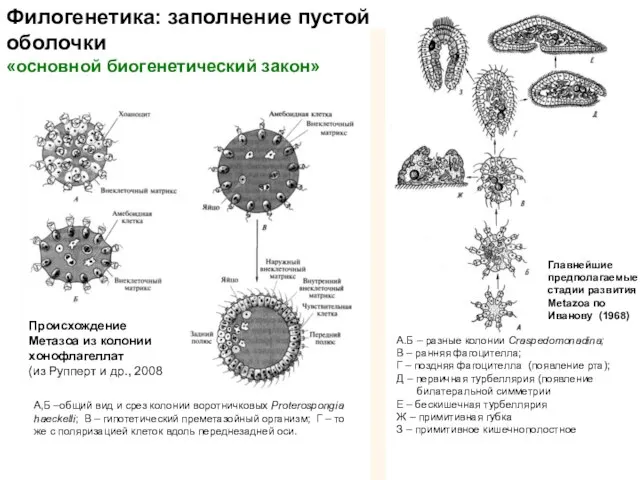 Филогенетика: заполнение пустой оболочки «основной биогенетический закон» Главнейшие предполагаемые стадии развития Metazoa