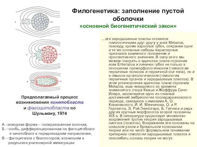 Филогенетика: заполнение пустой оболочки «основной биогенетический закон» …эти зародышевые пласты остаются гомологичными