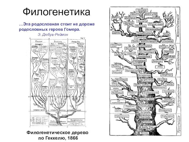 Филогенетика Филогенетическое дерево по Геккелю, 1866 …Эта родословная стоит не дороже родословных героев Гомера. Э. Дюбуа-Реймон