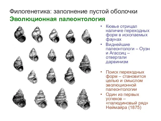 Филогенетика: заполнение пустой оболочки Эволюционная палеонтология Кювье отрицал наличие переходных форм в