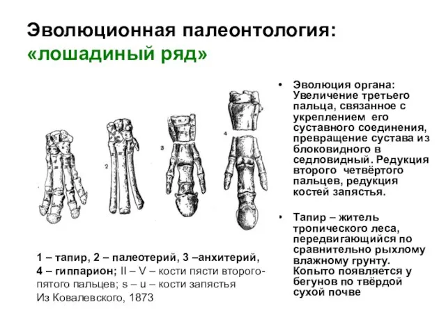 Эволюционная палеонтология: «лошадиный ряд» Эволюция органа: Увеличение третьего пальца, связанное с укреплением