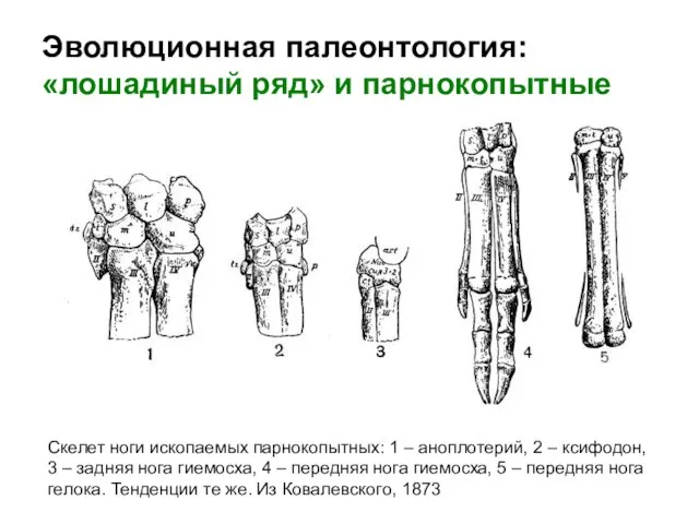 Эволюционная палеонтология: «лошадиный ряд» и парнокопытные Скелет ноги ископаемых парнокопытных: 1 –