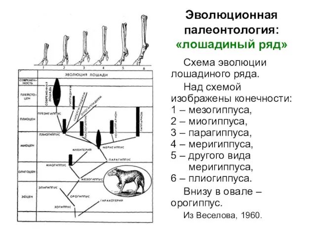 Эволюционная палеонтология: «лошадиный ряд» Схема эволюции лошадиного ряда. Над схемой изображены конечности: