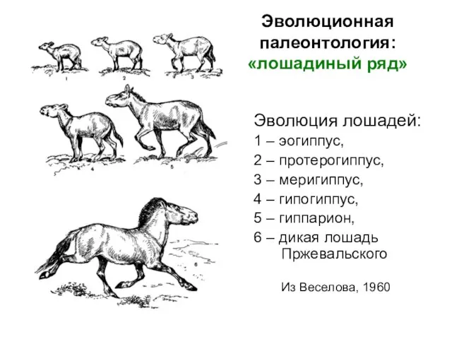 Эволюционная палеонтология: «лошадиный ряд» Эволюция лошадей: 1 – эогиппус, 2 – протерогиппус,