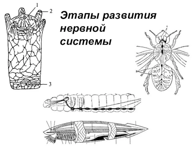 Этапы развития нервной системы