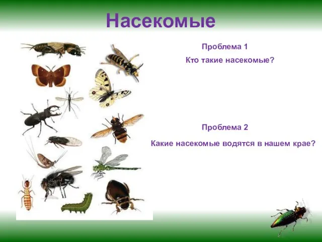 Насекомые Проблема 1 Кто такие насекомые? Проблема 2 Какие насекомые водятся в нашем крае?